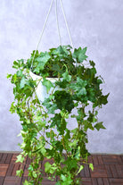 Indoor Plant Hedera helix Hedera helix