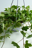 Indoor Plant Hedera helix Hedera helix