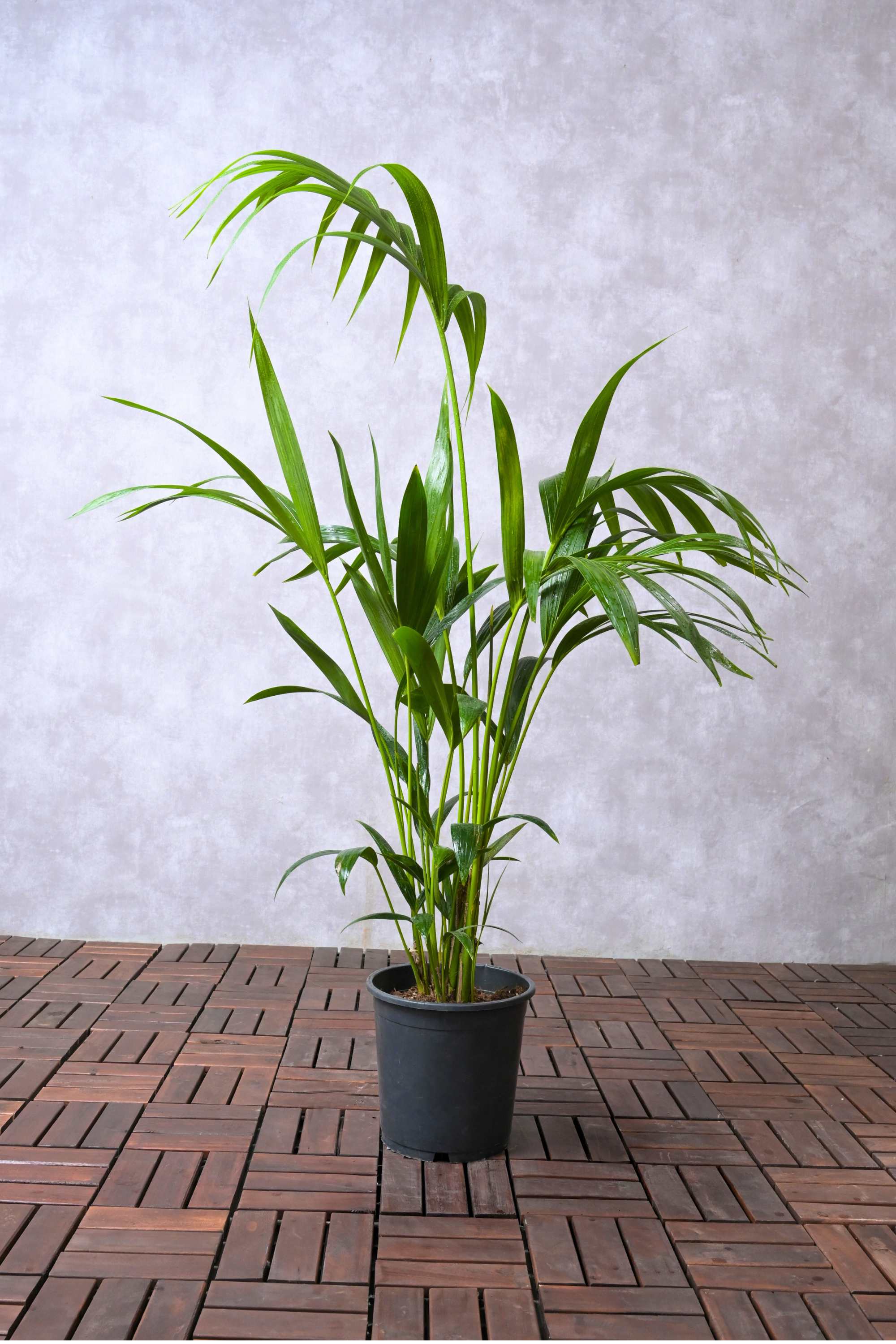 Indoor Plant Howea forsteriana Howea forsteriana