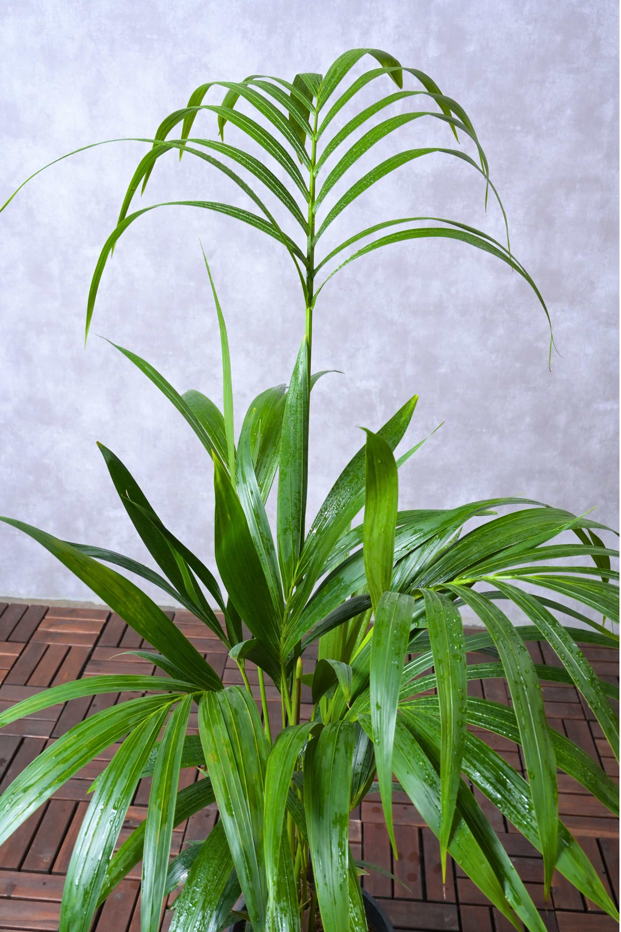 Indoor Plant Howea forsteriana Howea forsteriana