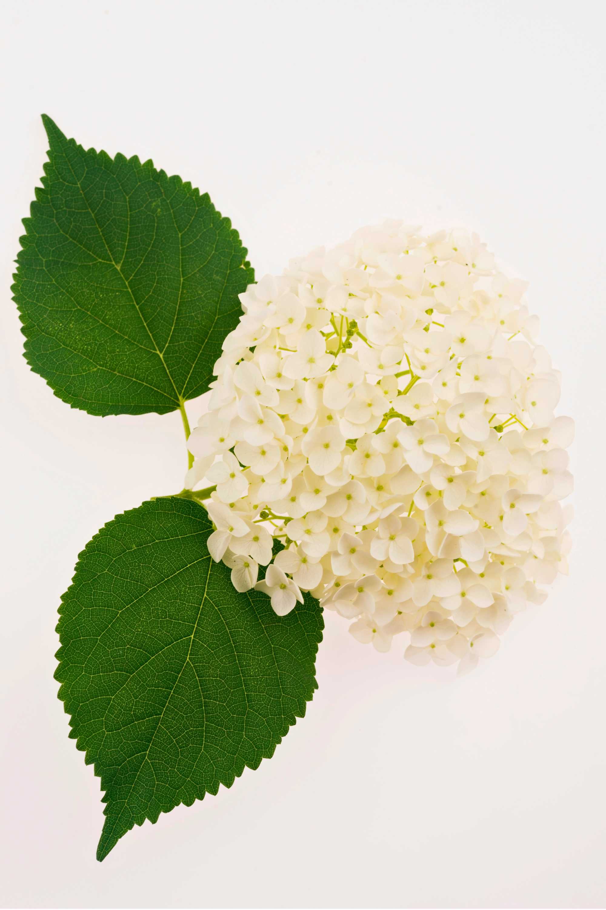 Indoor Plant Hydrangea macrophylla Hydrangea macrophylla
