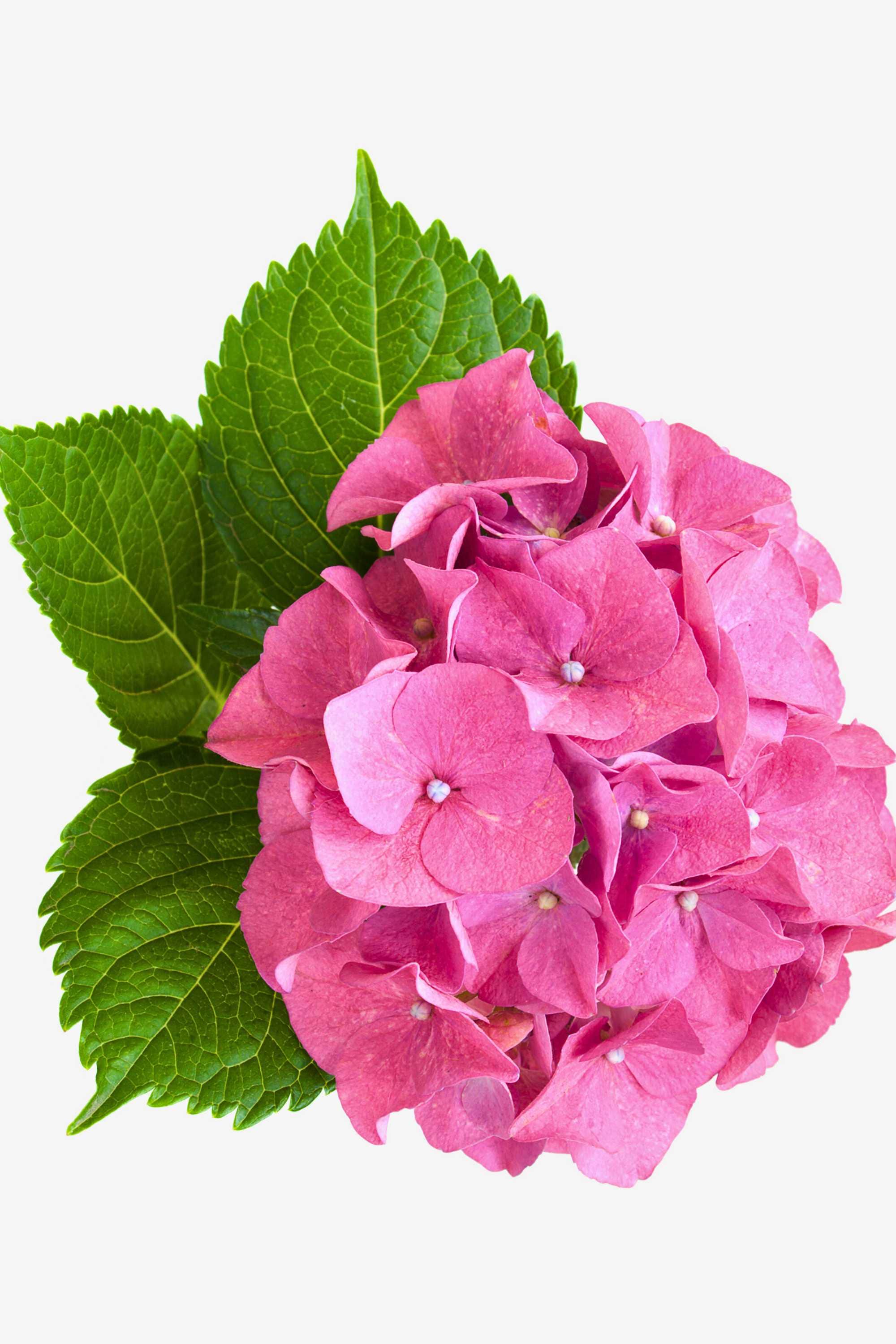 Indoor Plant Hydrangea macrophylla Hydrangea macrophylla