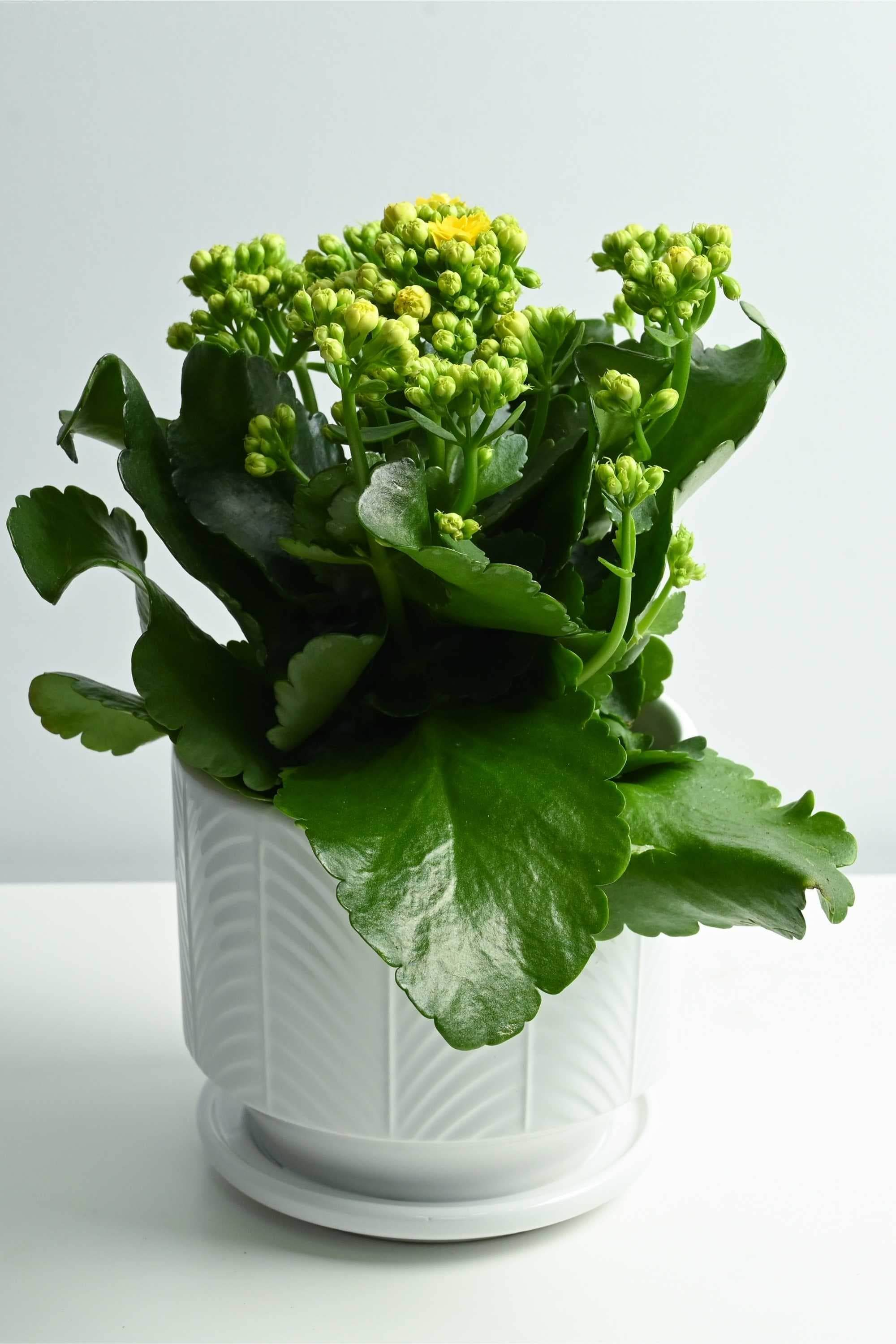 Indoor Plant Kalanchoe blossfeldiana 'Yellow' Kalanchoe blossfeldiana 'Yellow'