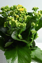 Indoor Plant Kalanchoe blossfeldiana 'Yellow' Kalanchoe blossfeldiana 'Yellow'