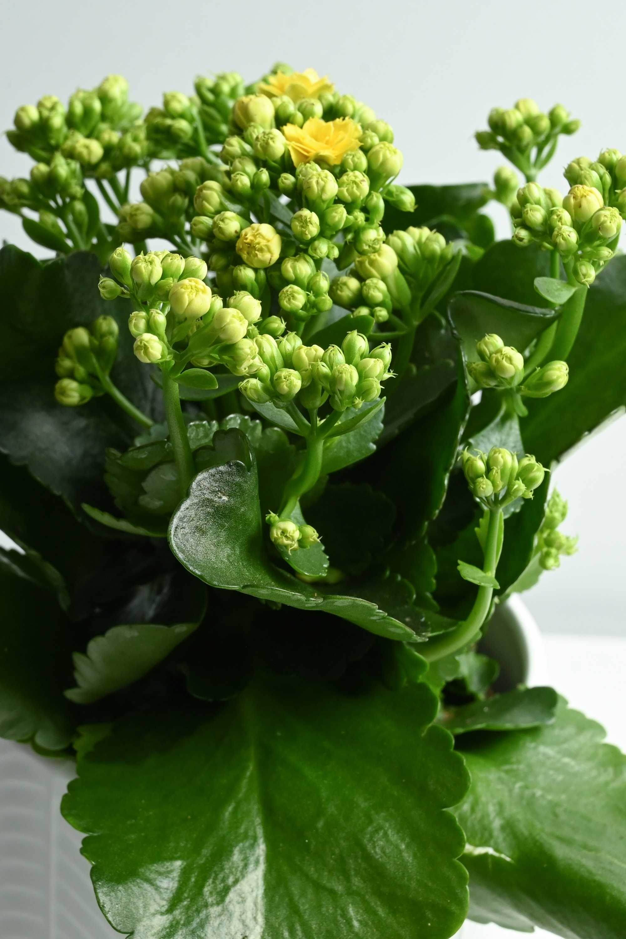 Indoor Plant Kalanchoe blossfeldiana 'Yellow' Kalanchoe blossfeldiana 'Yellow'