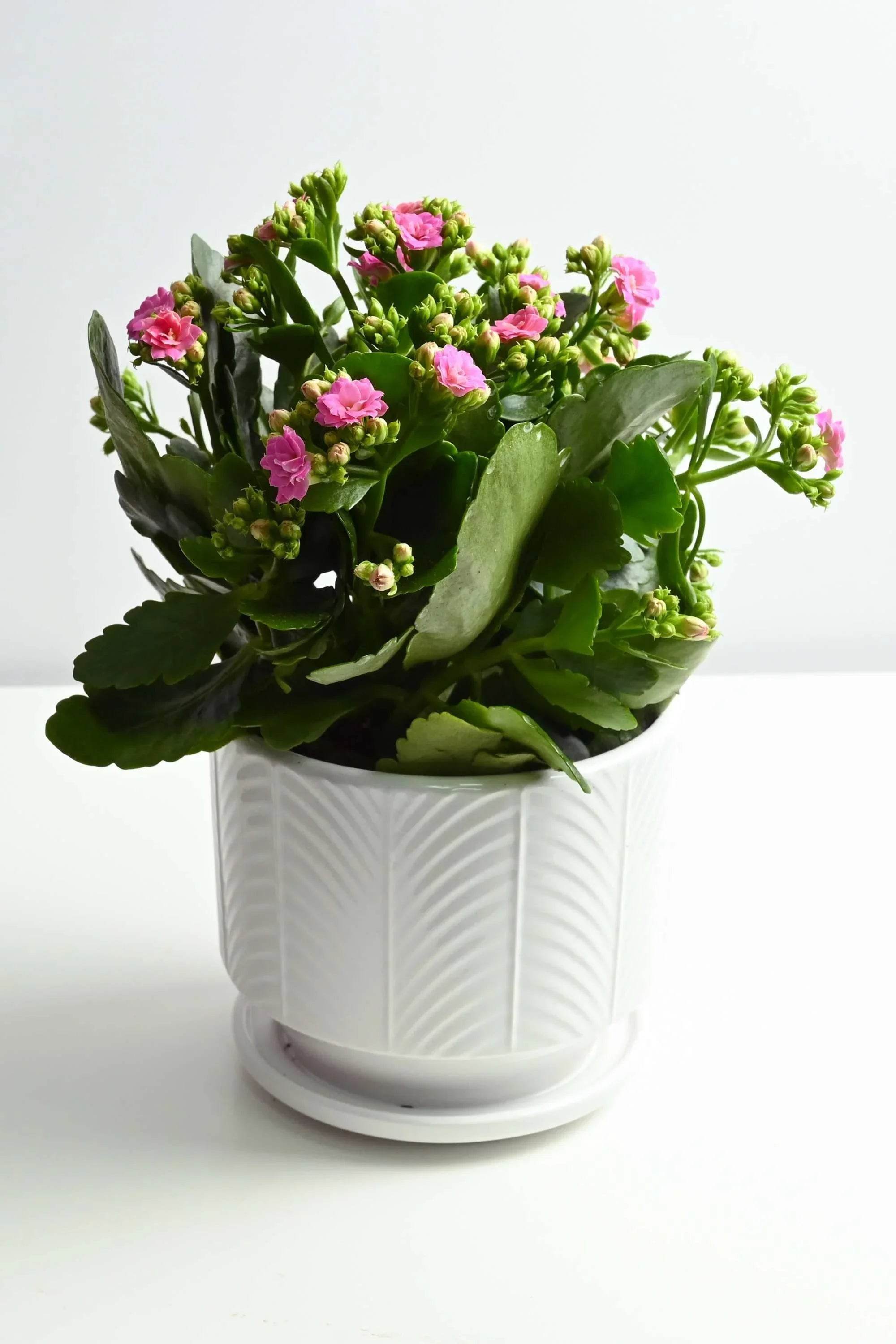 Indoor Plant Kalanchoe spp. Kalanchoe spp.