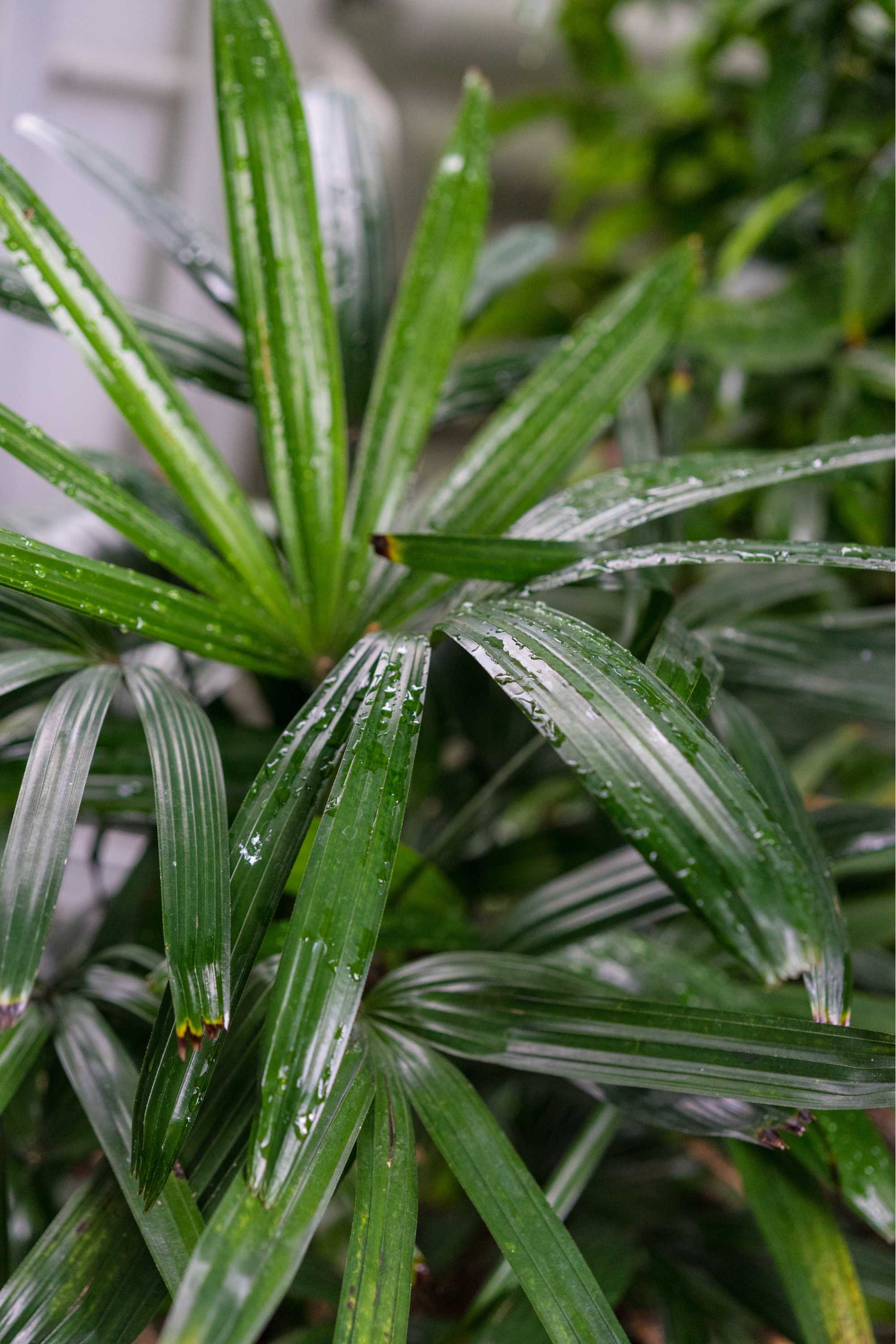 Indoor Plant Lady Palm Lady Palm