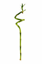 Indoor Plant Large 100-110cms Dracaena sanderiana Dracaena sanderiana