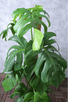Indoor Plant Large 100-120 cms Monstera deliciosa Monstera deliciosa