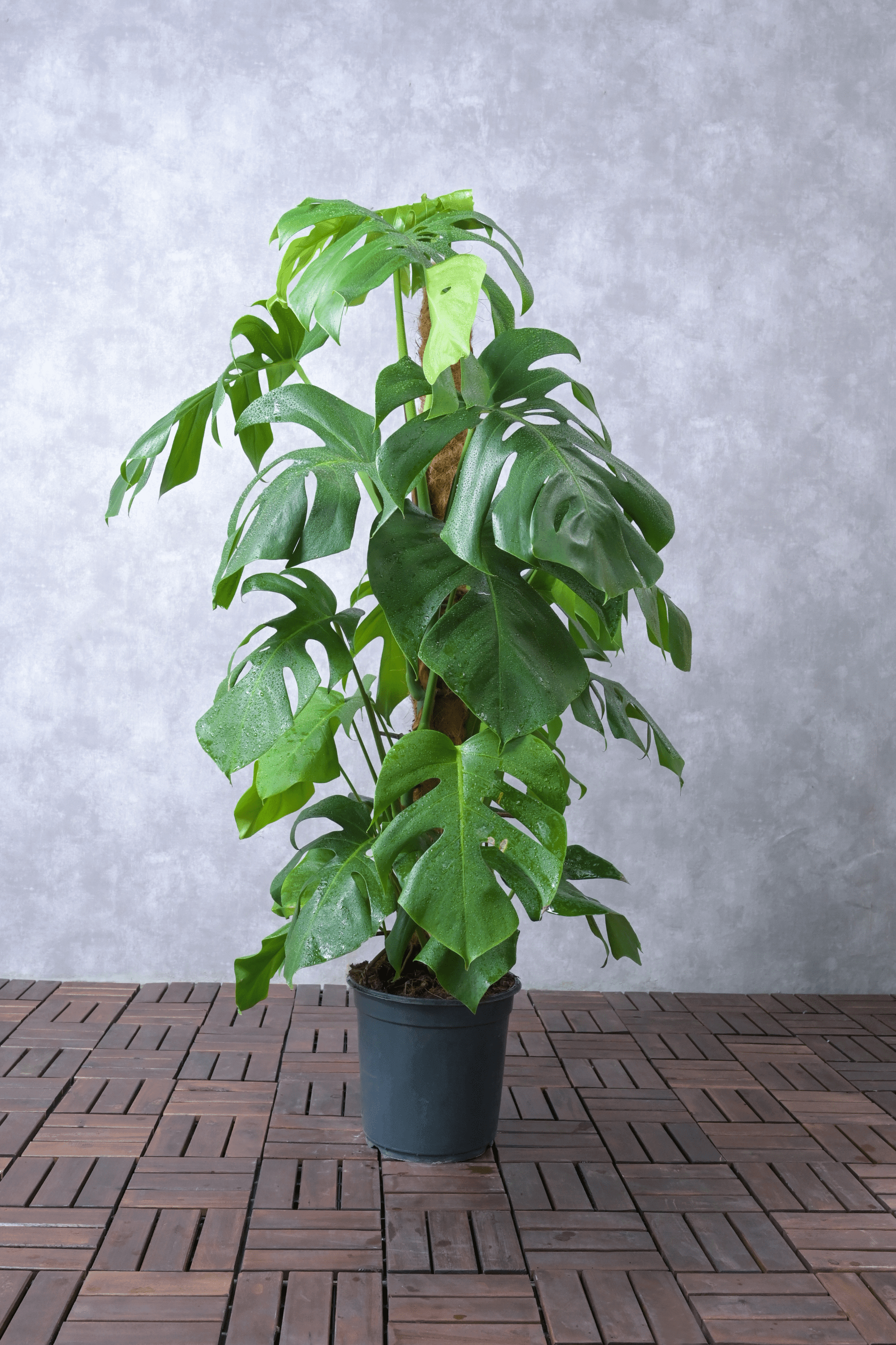 Indoor Plant Large 100-120 cms Monstera deliciosa Monstera deliciosa