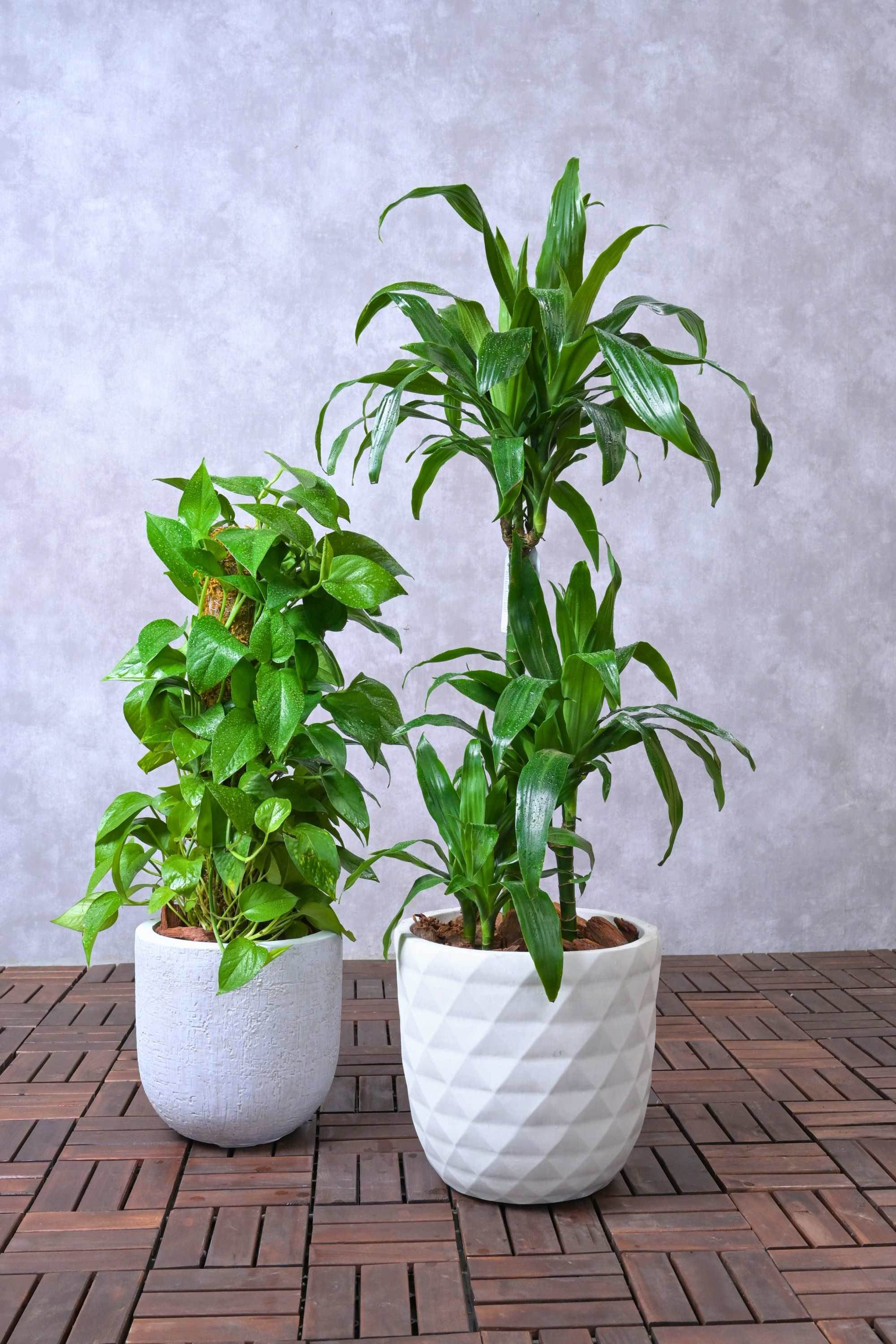 Indoor Plant Large 120-150 cms Beginner's Duo - Dracaena Janet craig and Money Plant Beginner's Duo - Dracaena Janet craig and Money Plant