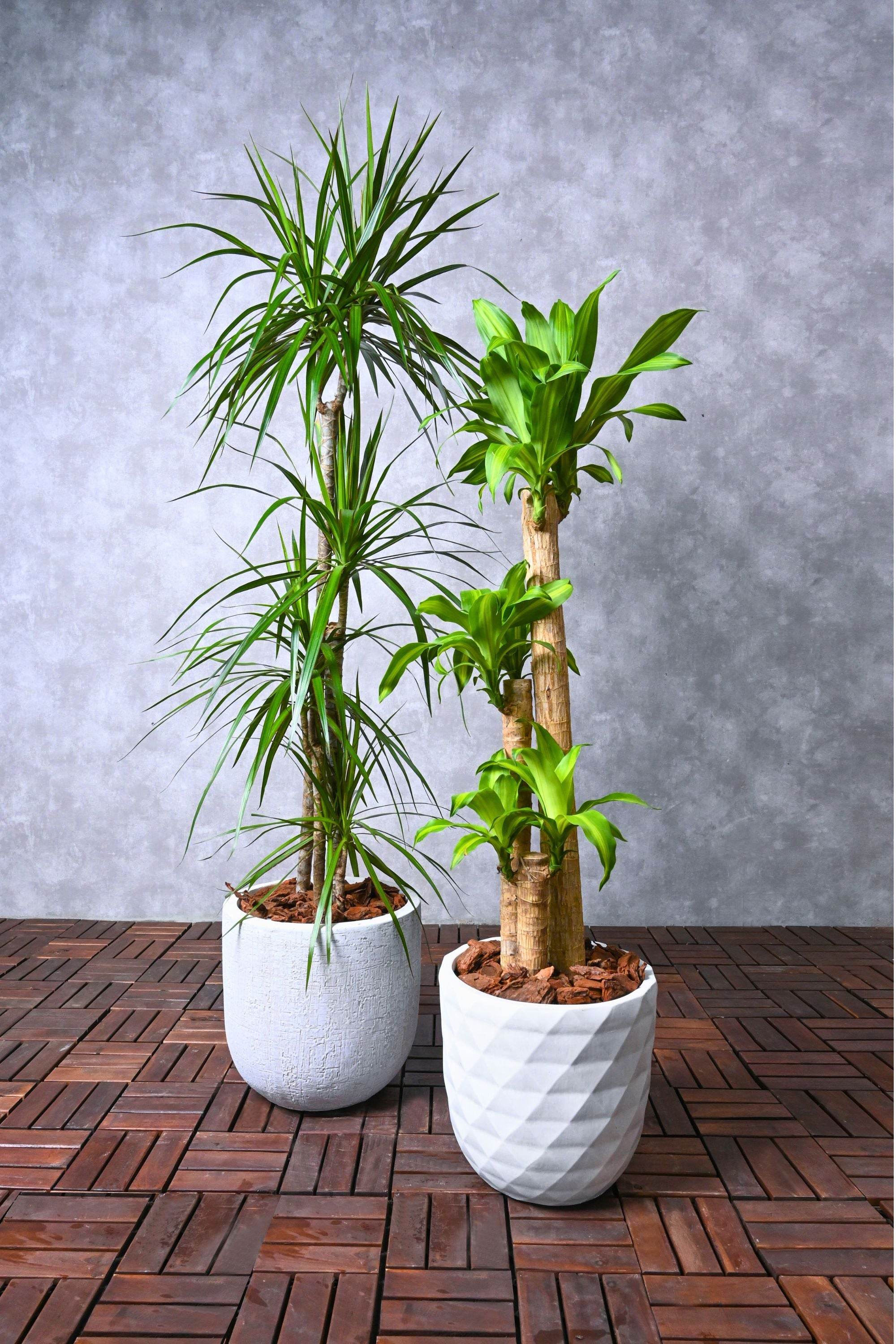 Indoor Plant Large 120-150 cms Beginner's Duo - Dracaena Marginata and Dracaena Massangeana Beginner's Duo - Dracaena Marginata and Dracaena Massangeana