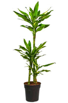 Indoor Plant Large 120-150 cms Dracaena fragrans 'Golden Coast' Dracaena fragrans 'Golden Coast'