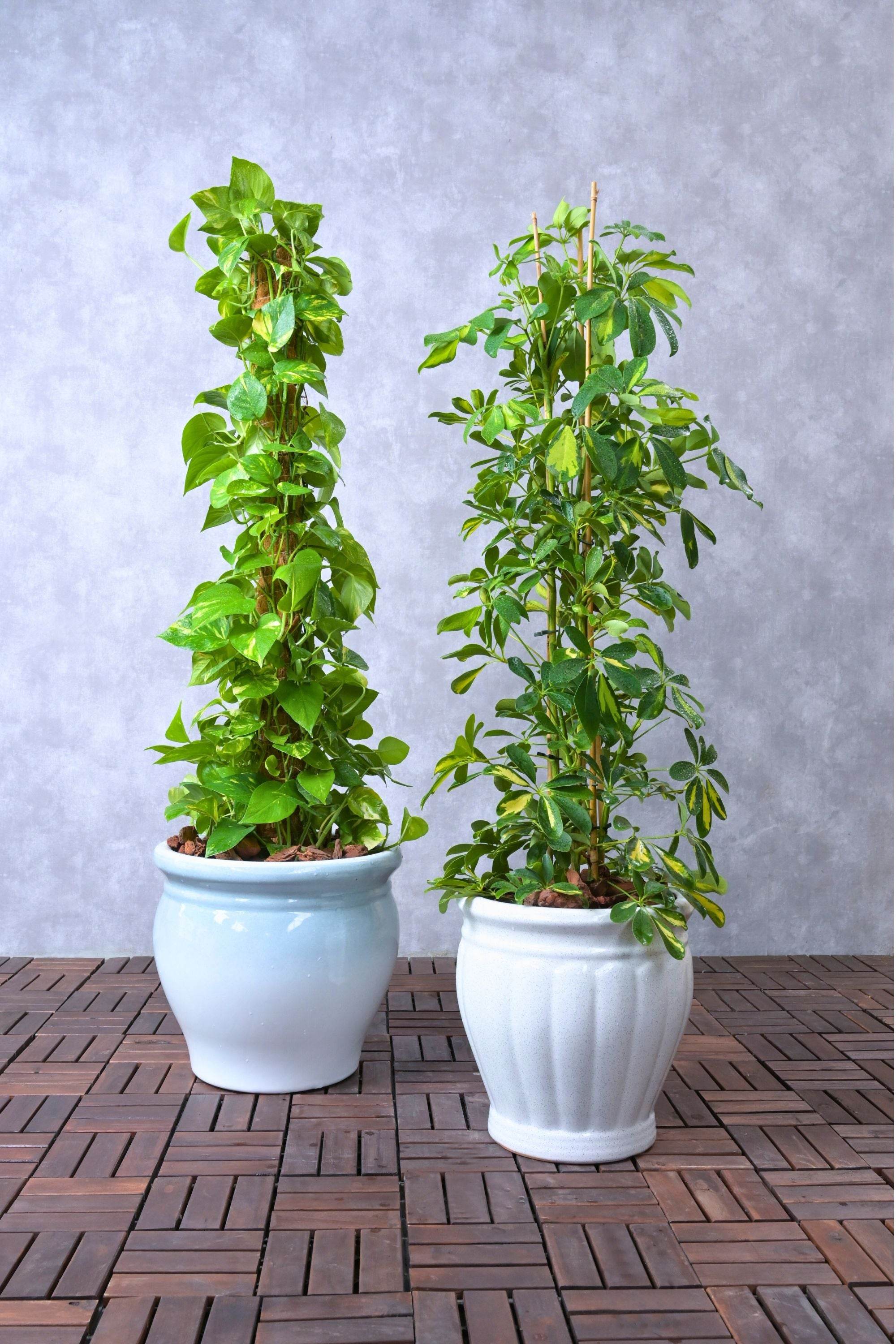 Indoor Plant Large 120 cms Beginner's Duo - Schefflera and Money Plant Duo Beginner's Duo - Schefflera and Money Plant Duo