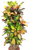 Indoor Plant Large 150-180 cms Codiaeum variegatum ‘Petra’ Codiaeum variegatum ‘Petra’