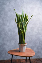 Indoor Plant Large 40-50 cms Sansevieria trifasciata ‘Laurentii’ Sansevieria trifasciata ‘Laurentii’