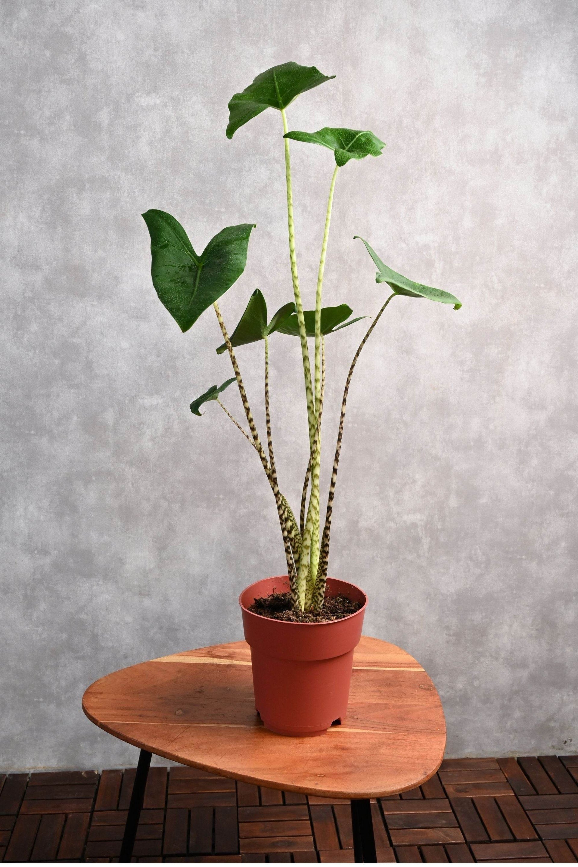 mini alocasia zebrina Alocasia Zebrina – Adplants