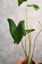 Indoor Plant Large 80 cms / White Ceramic Pot Alocasia Zebrina Alocasia Zebrina