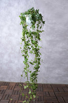 Indoor Plant Large Hedera helix Hedera helix