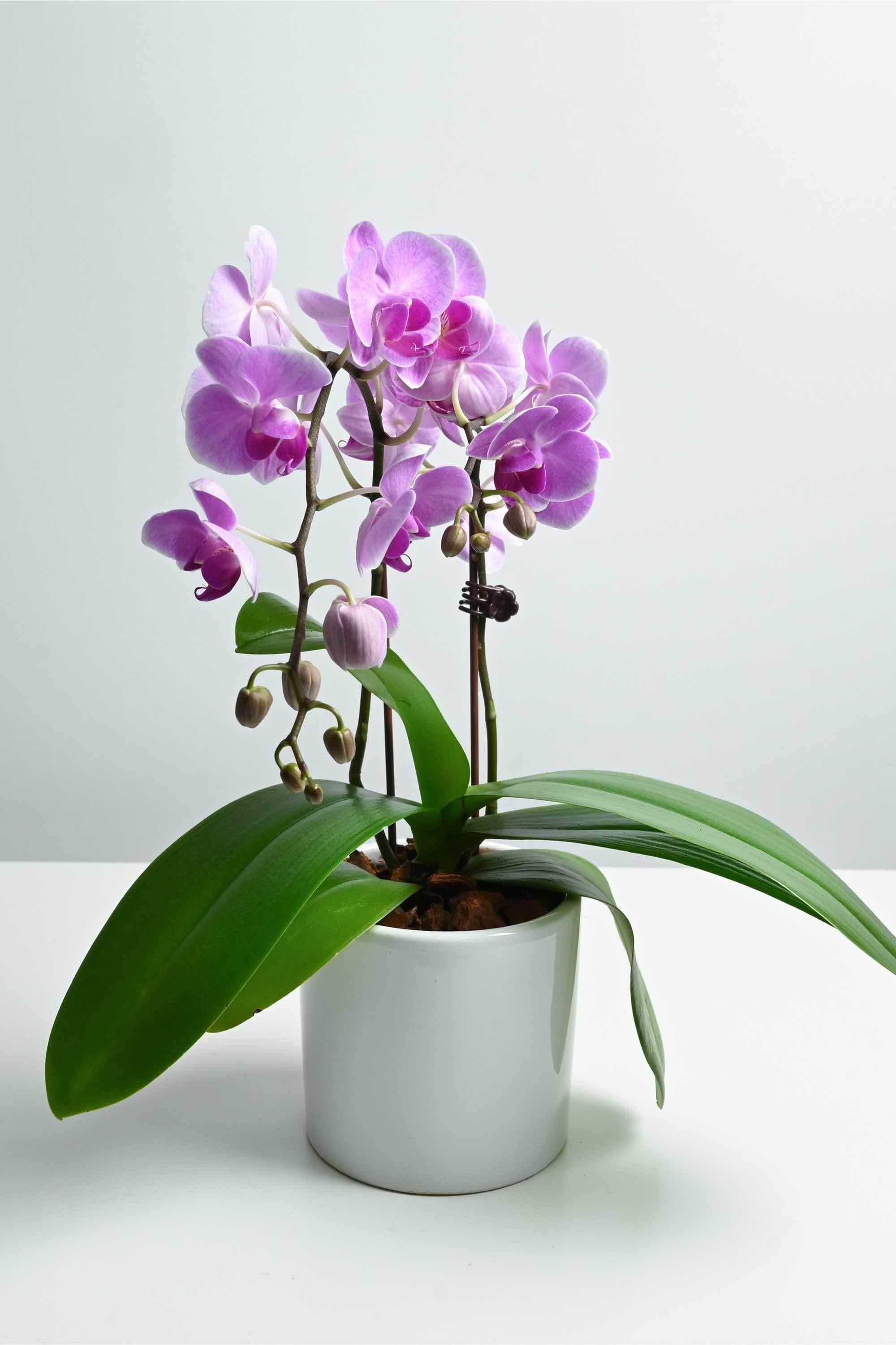 Indoor Plant Light Pink Phalaenopsis Dwarf - Double Phalaenopsis Dwarf - Double
