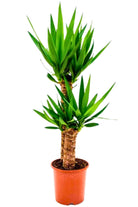 Indoor Plant Medium 100-120 cms 3pp Yucca Elephantipes Yucca Elephantipes