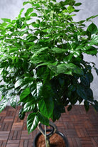 Indoor Plant Medium 100-120 cms / Default Plastic Pot Radermachera sinica Heart Radermachera sinica Heart