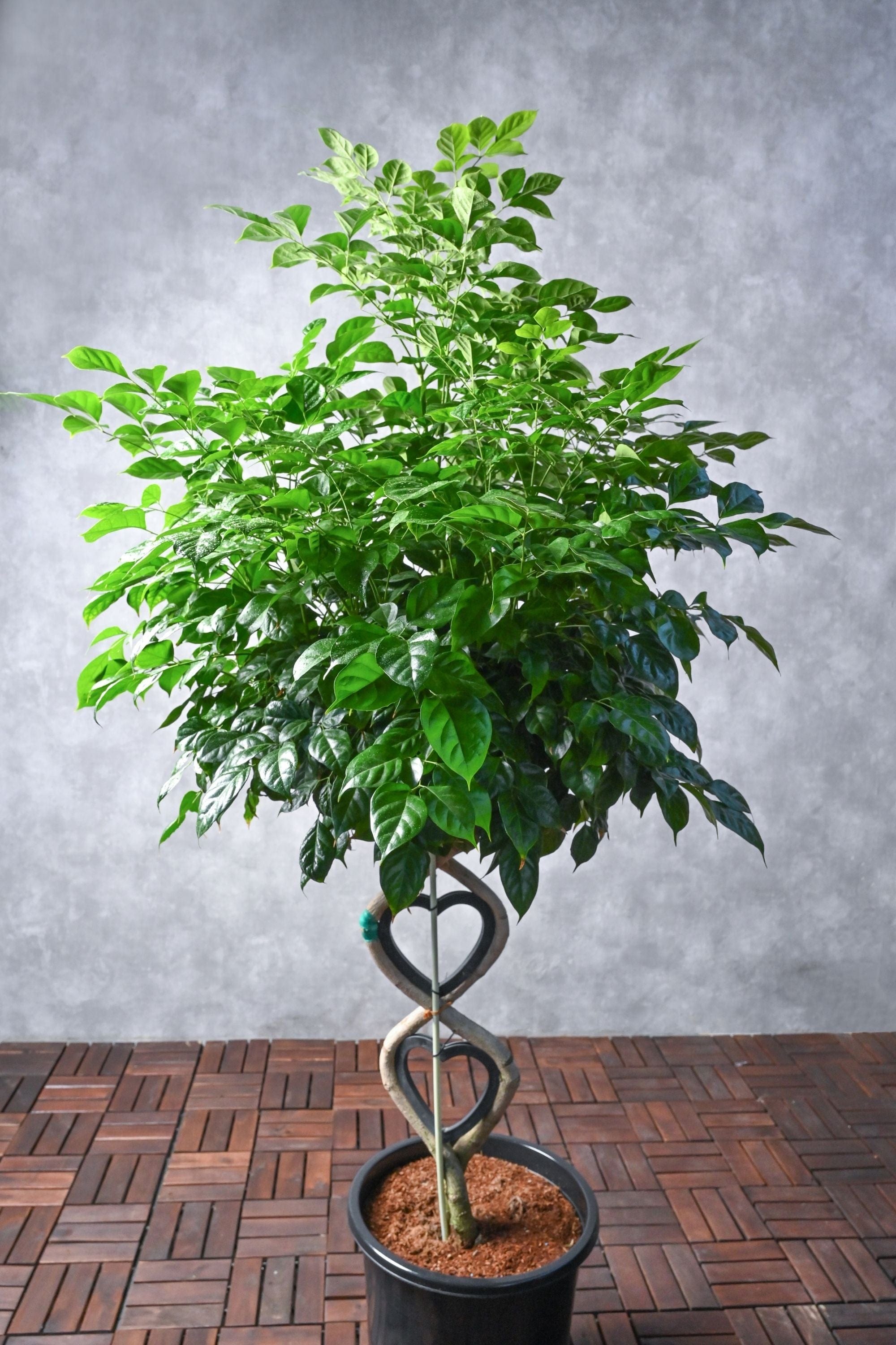 Indoor Plant Medium 100-120 cms / Default Plastic Pot Radermachera sinica Heart Radermachera sinica Heart
