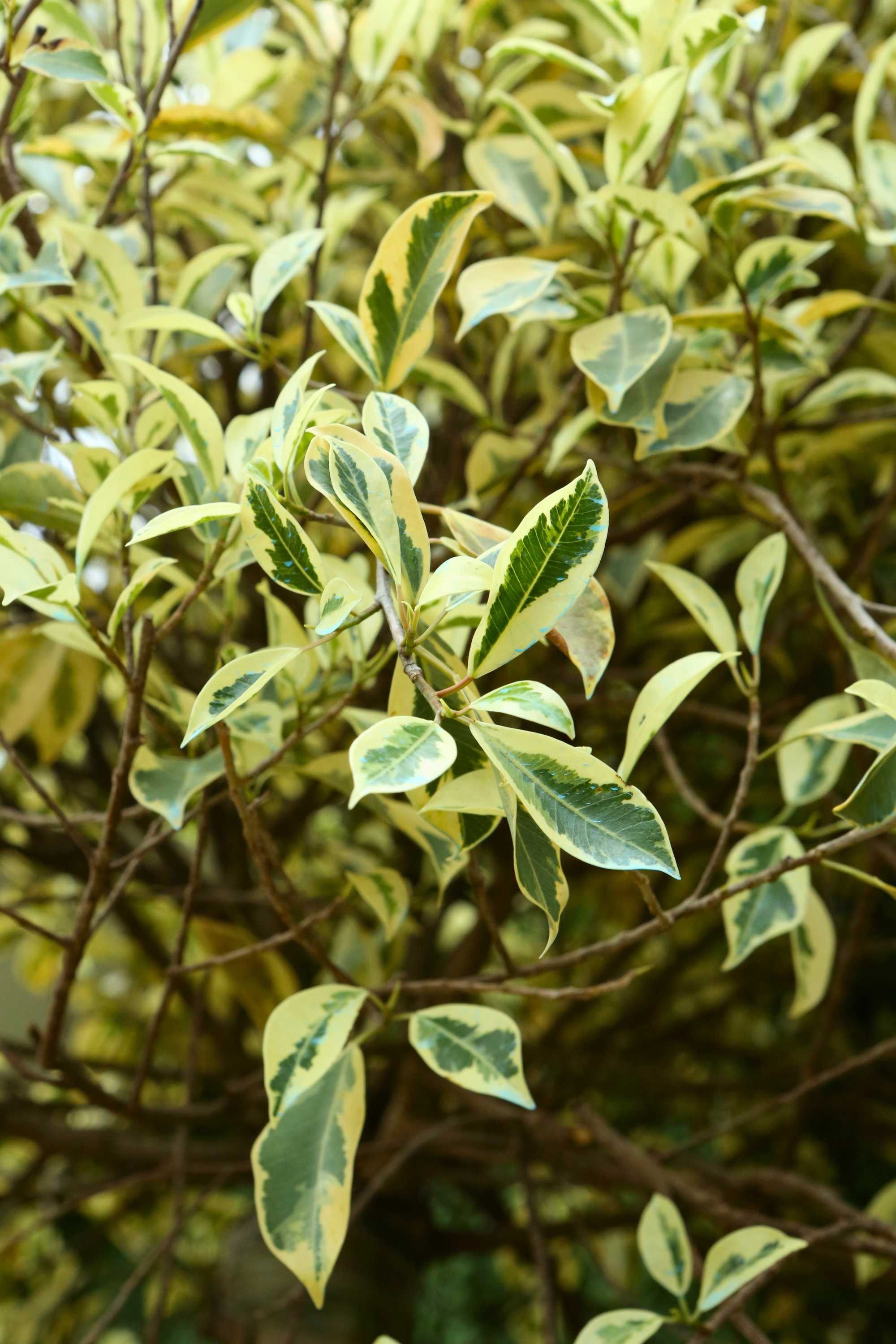 Indoor Plant Medium 100-120 cms Ficus benjamina Ficus benjamina