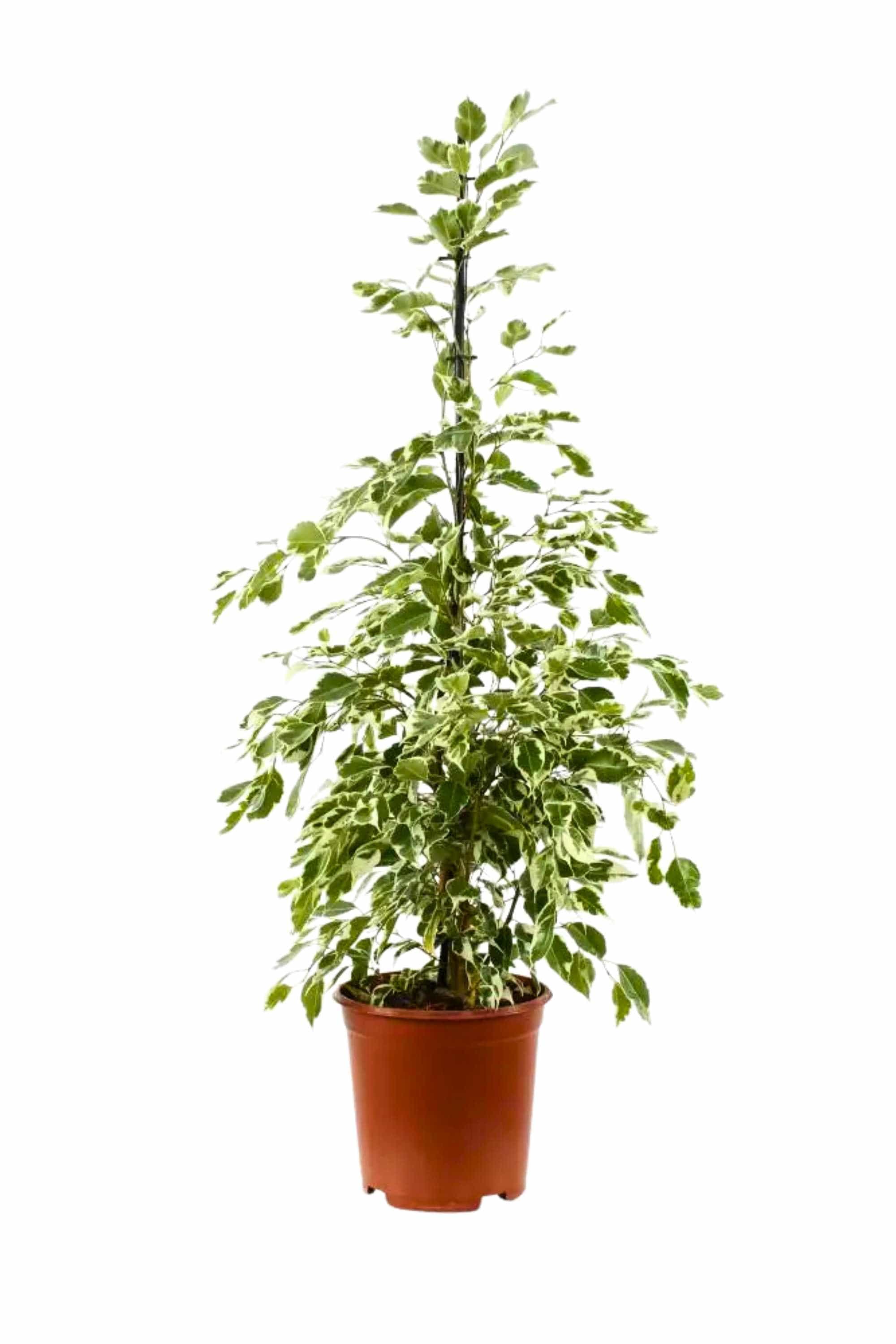 Indoor Plant Medium 100-120 cms Ficus benjamina Ficus benjamina