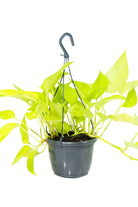 Indoor Plant Medium 15-25 cms Neon Pothos Neon Pothos