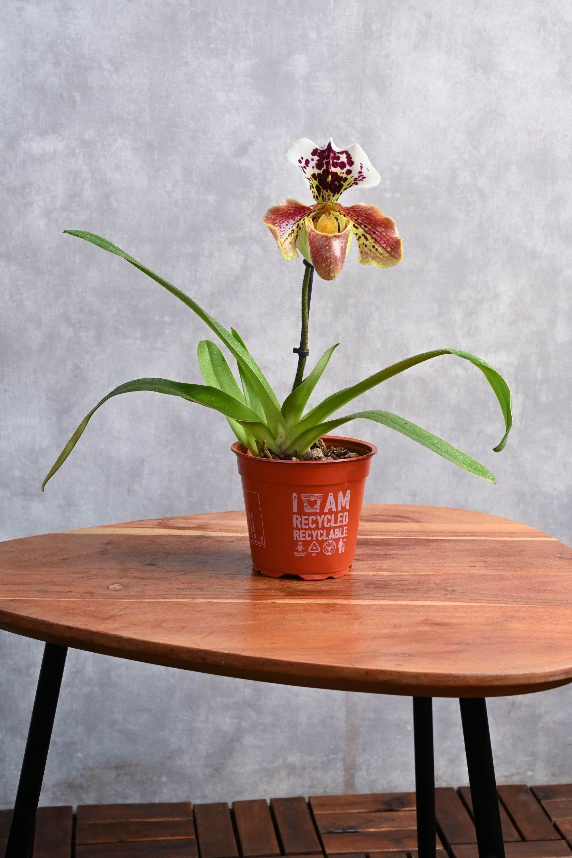Indoor Plant Medium 20-30 cms / Default Plastic Pot Paphiopedilum Pinocchio Paphiopedilum Pinocchio