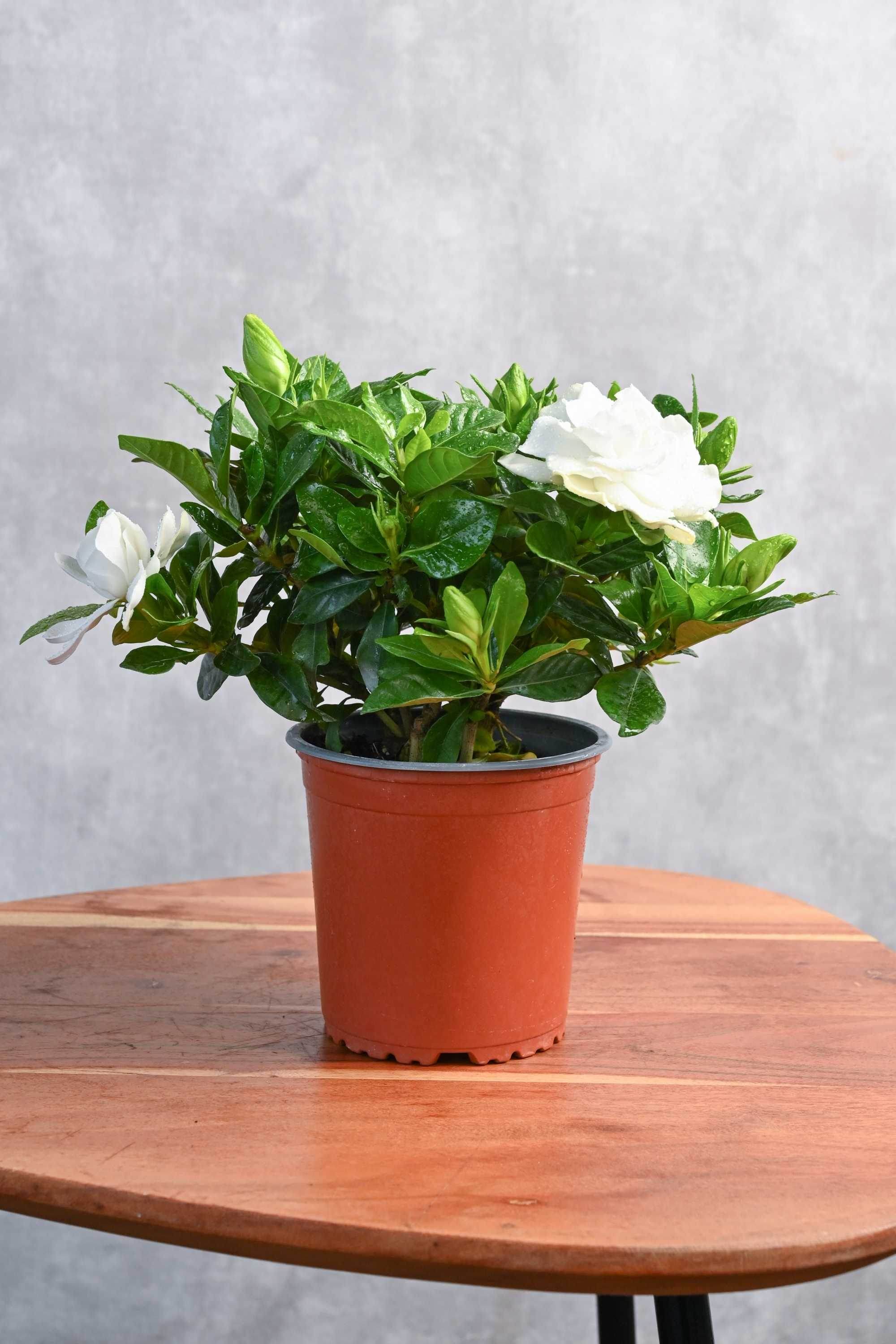 Indoor Plant Medium 20-30 cms Gardenia Jasmenoides Gardenia Jasmenoides