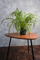 Indoor Plant Medium 20 cms Chlorophytum comosum Chlorophytum comosum