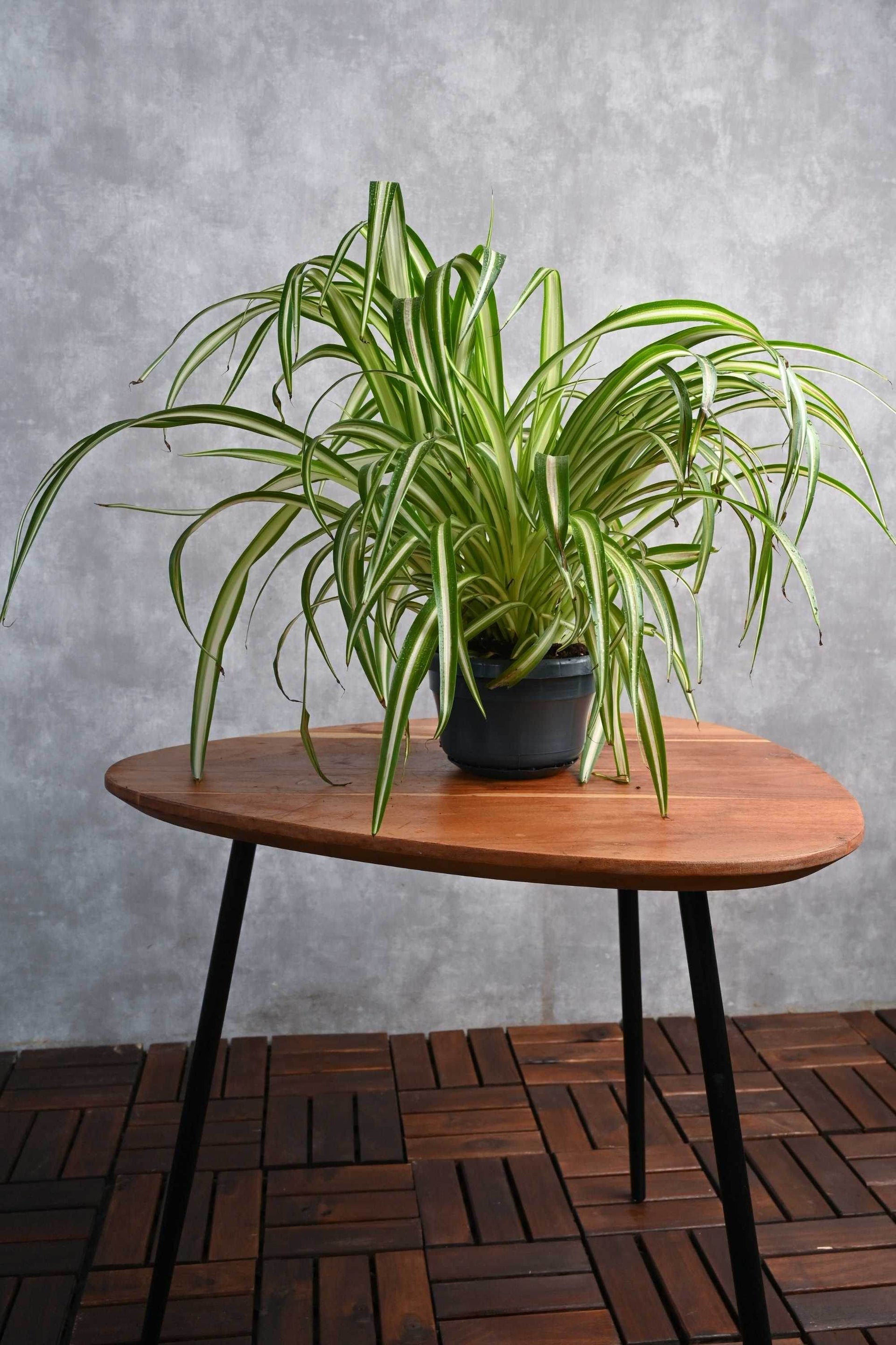 Chlorophytum comosum – Adplants
