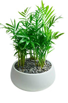 Indoor Plant Medium 25-35 cm / White Ceramic Pot Chamaedorea Elegans Chamaedorea Elegans
