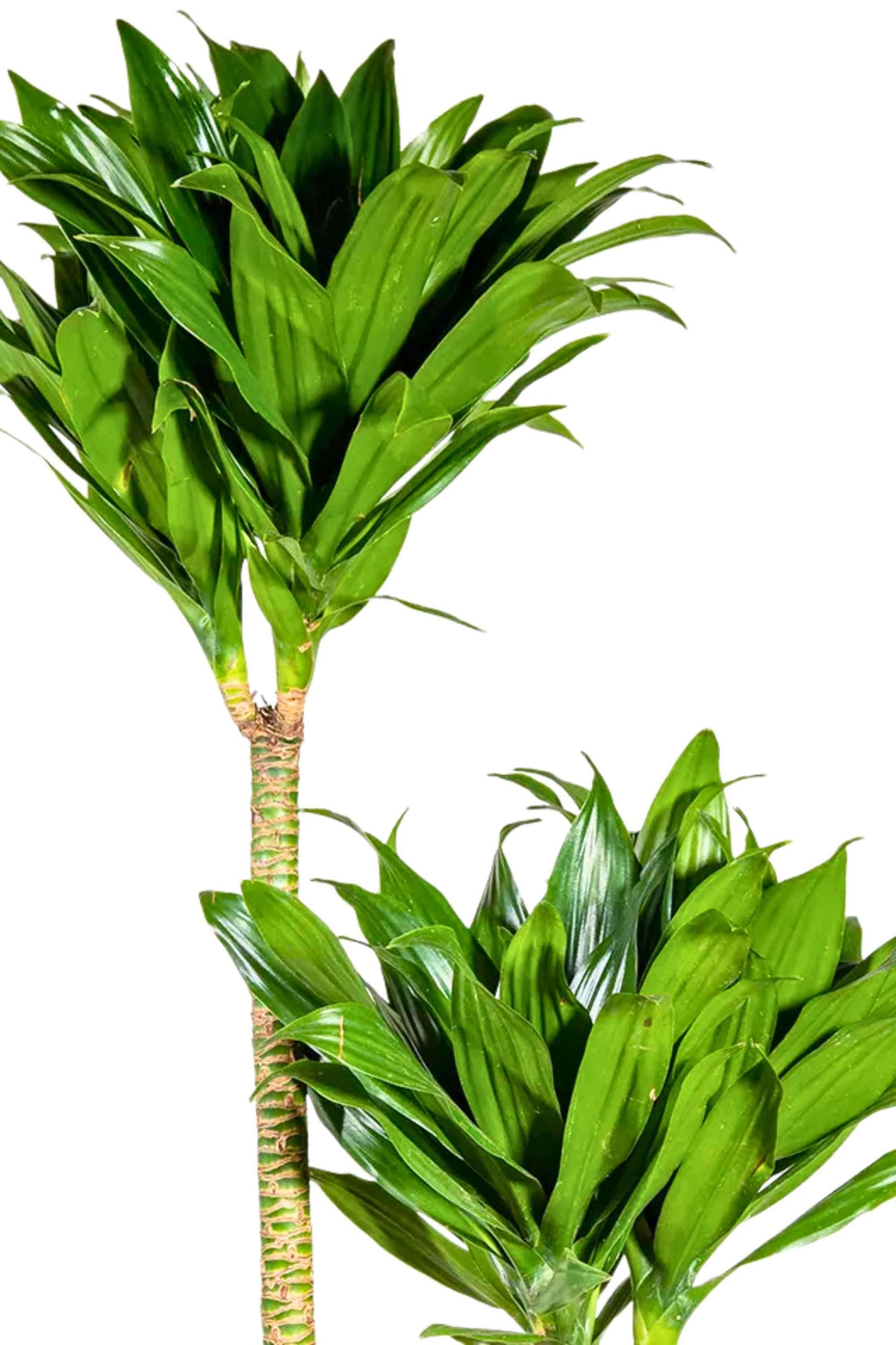 dracaena deremensis plant Dracaena deremensis Compacta – Adplants