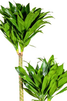 Indoor Plant Medium 2pp 100-120 cms Dracaena deremensis Compacta Dracaena deremensis Compacta