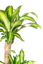 Indoor Plant Medium 2pp 70 cms Dracaena fragrans massangeana Dracaena fragrans massangeana