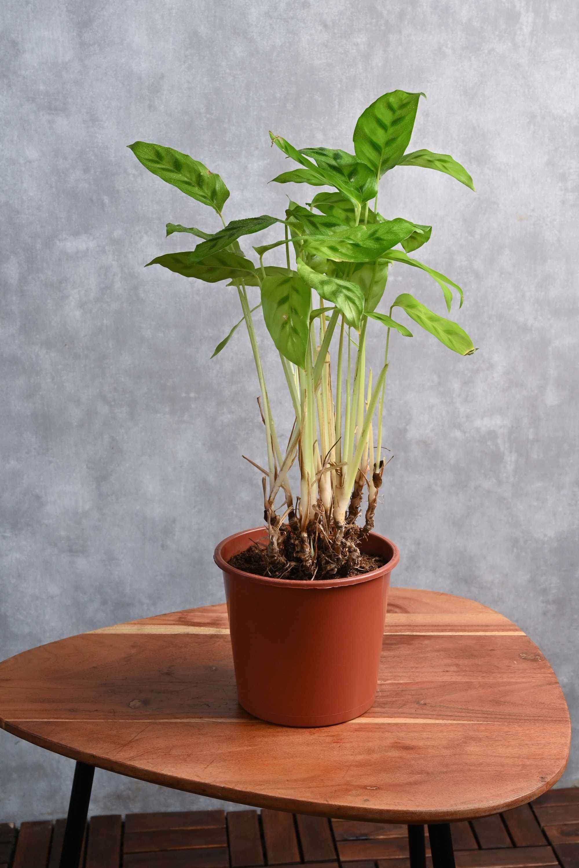 Indoor Plant Medium 30-35 cms Freddie Calathea Freddie Calathea