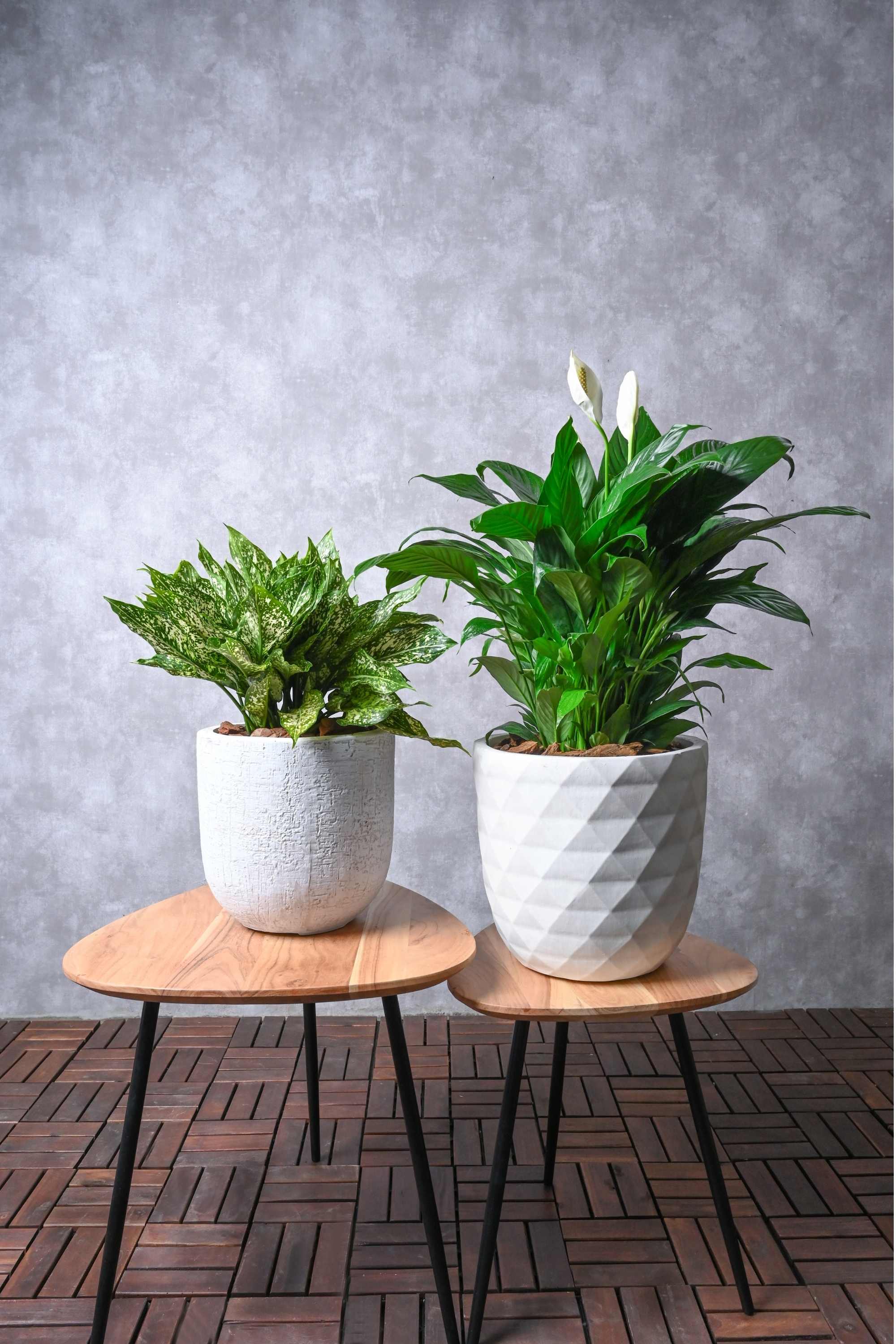 Indoor Plant Medium 30-40 cms Beginners Duo - Aglaonema costatum & Spathiphyllum wallisii Beginners Duo - Aglaonema costatum & Spathiphyllum wallisii