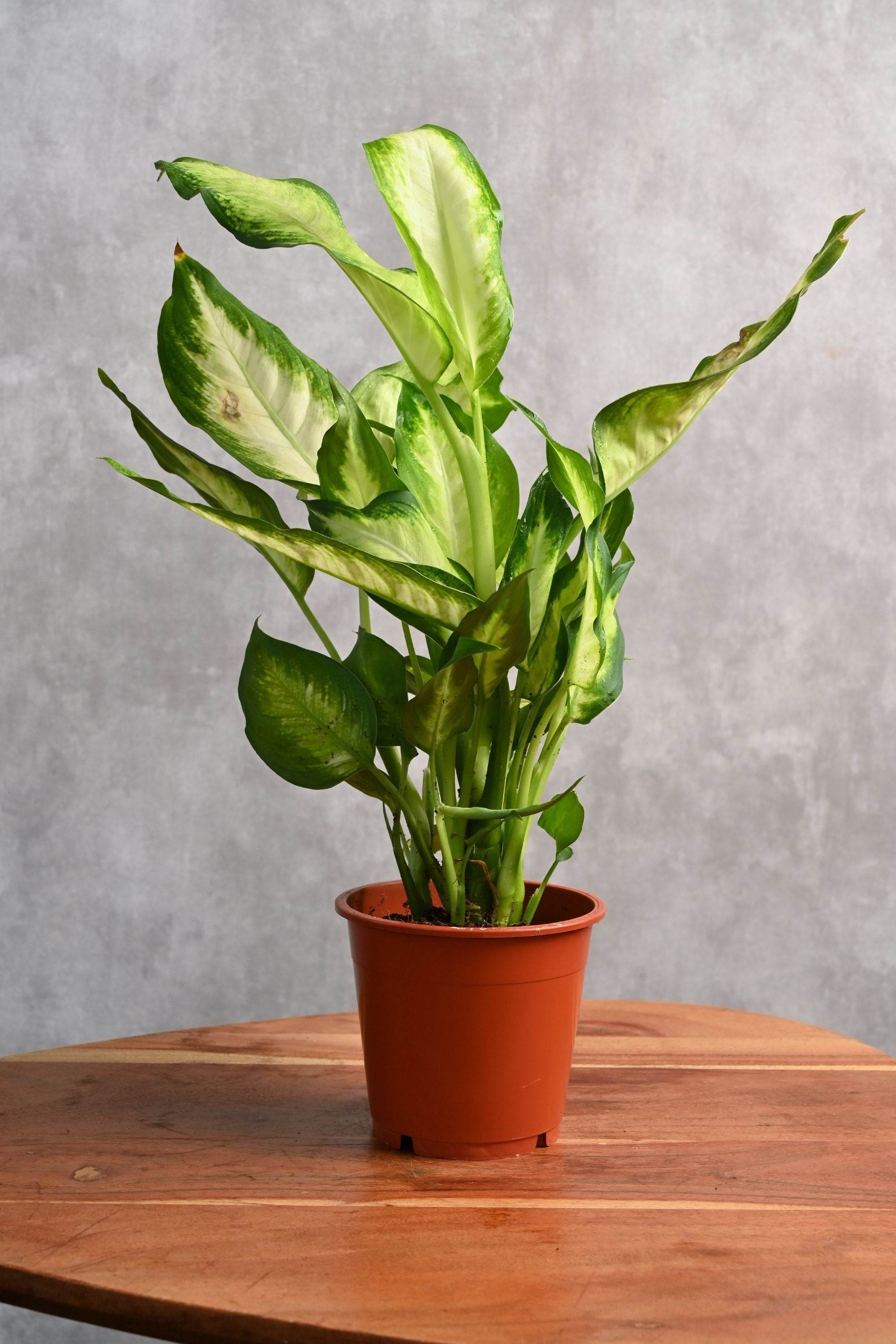 Indoor Plant Medium 30-40 cms Dieffenbachia Maculata Dieffenbachia Maculata