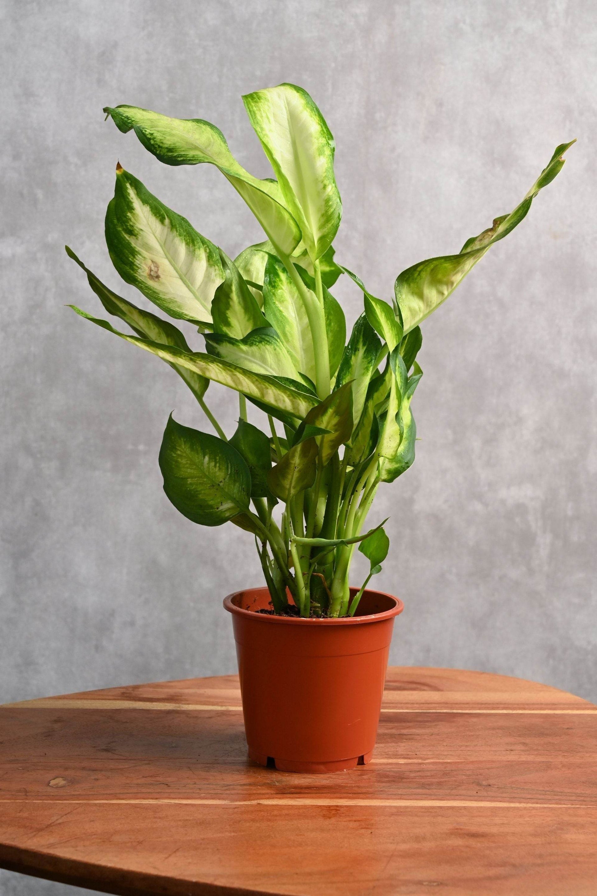 dieffenbachia maculata growth rate Dieffenbachia Maculata – Adplants