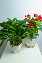 Indoor Plant Medium 30-40 cms Gifting Duo - Anthurium andraeanum & Spathiphyllum wallisii Gifting Duo - Anthurium andraeanum & Spathiphyllum wallisii