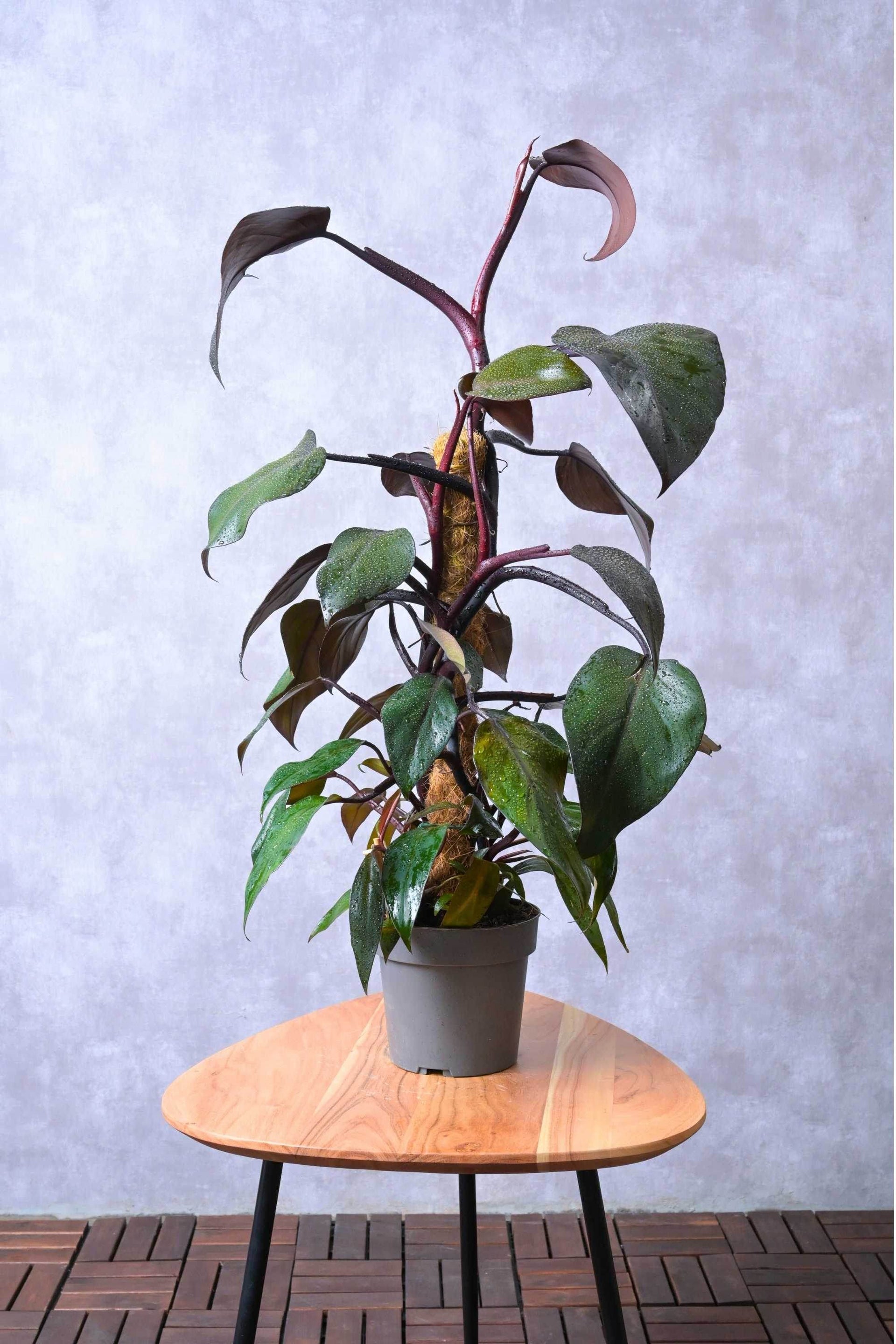 philodendron imperial varieties Philodendron 'Imperial Red' – Adplants