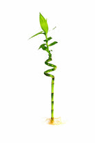 Indoor Plant Medium 30-40cms Dracaena sanderiana Dracaena sanderiana