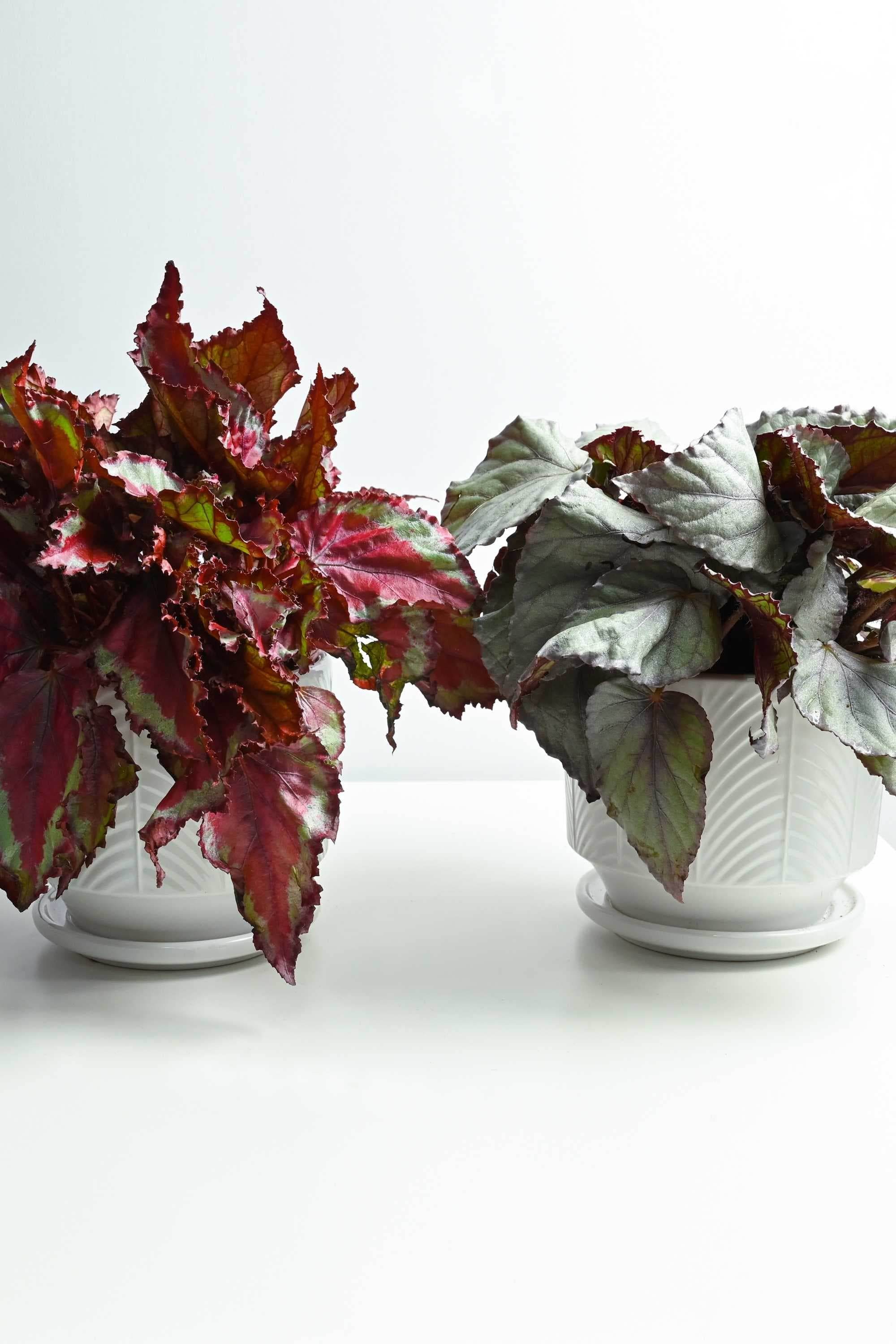 Indoor Plant Medium 35 cms Begonia rex-cultorum varieties Begonia rex-cultorum varieties
