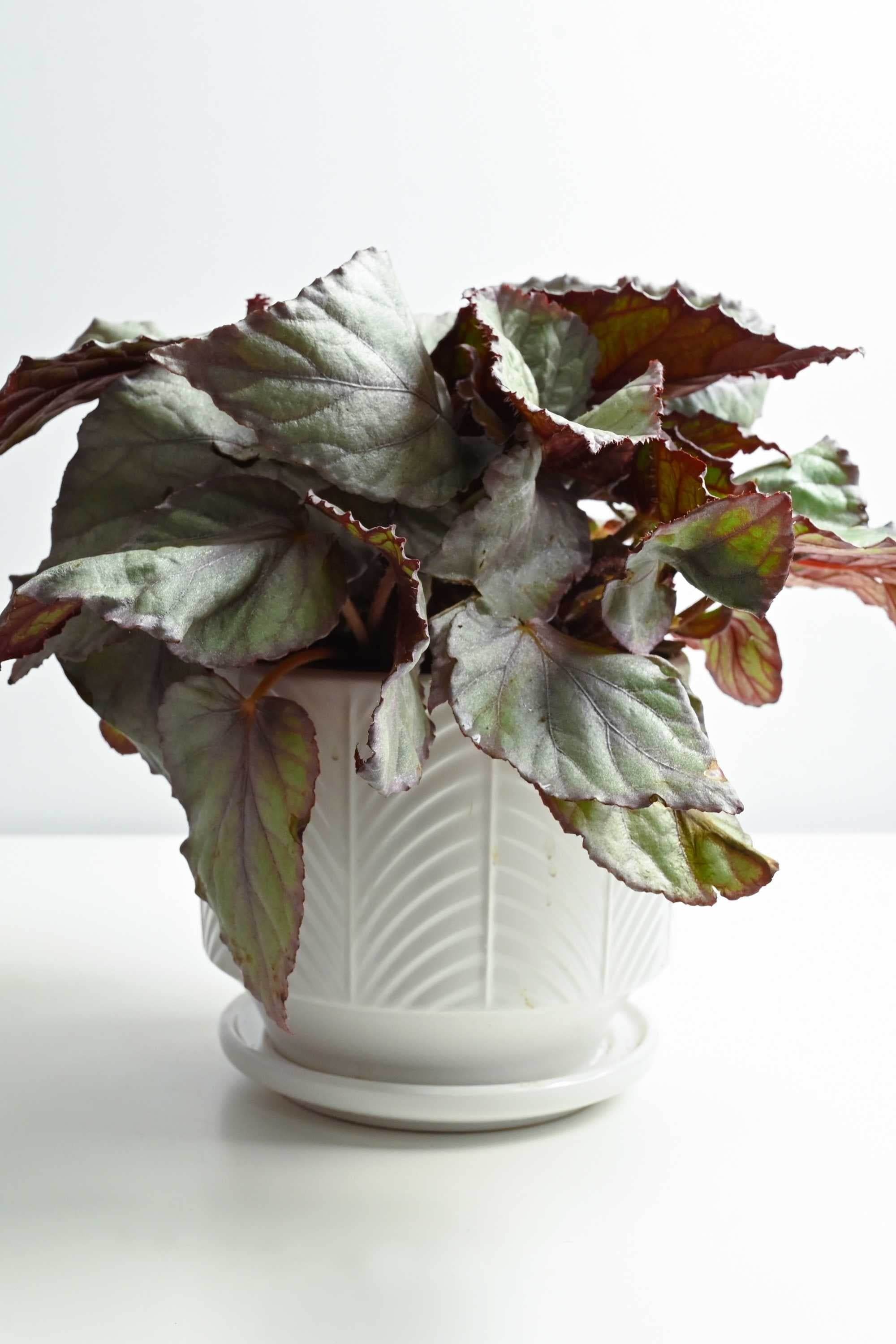 Indoor Plant Medium 35 cms Begonia rex-cultorum varieties Begonia rex-cultorum varieties