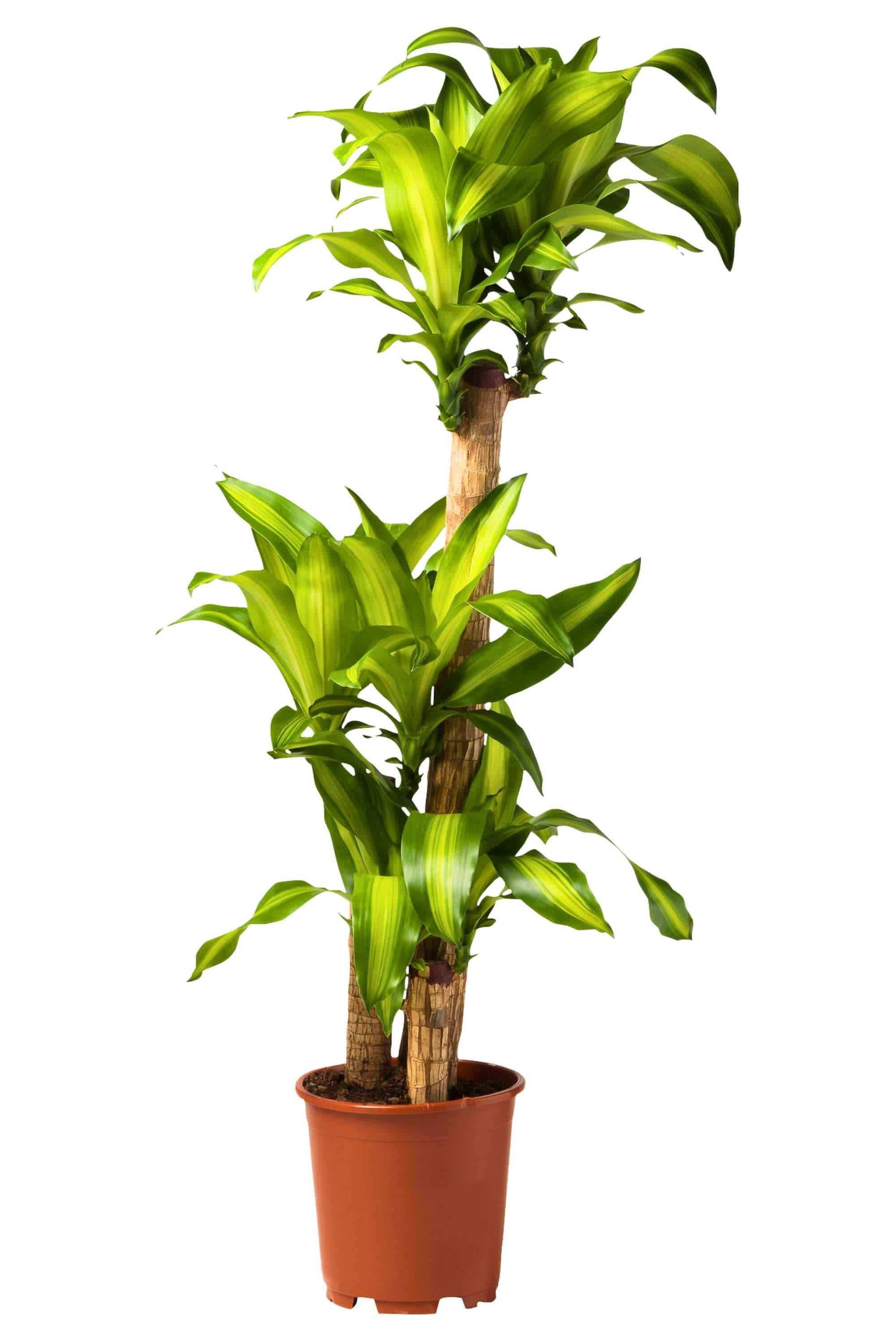 Indoor Plant Medium 3pp 120 cms Dracaena fragrans massangeana Dracaena fragrans massangeana