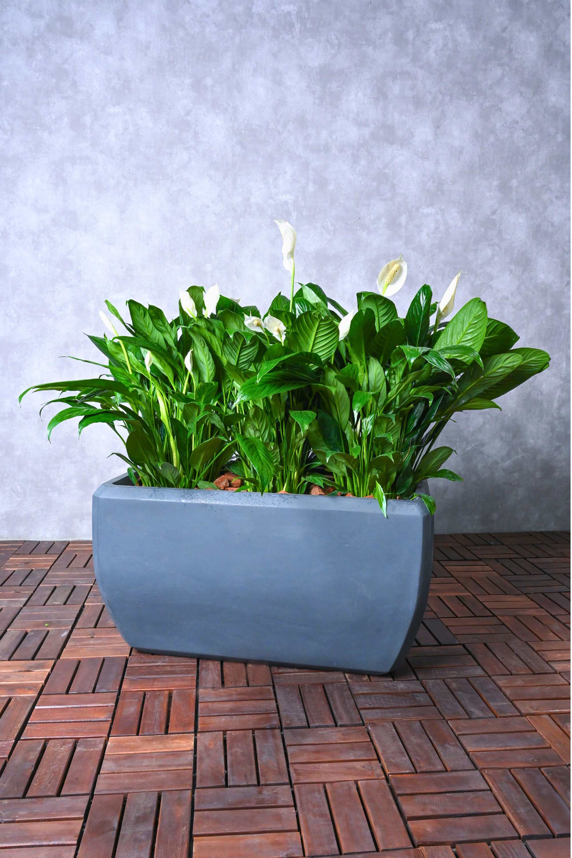 Indoor Plant Medium (40-60 cms) / Rectangluar GRC Peace Lily Peace Lily