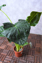 Indoor Plant Medium 50-60 cms Alocasia Spp. Alocasia Spp.